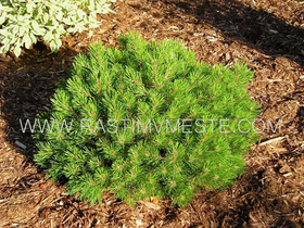 Сосна горная / муго Пумилио (Pinus mugo Pumilio) С 5 -7 выс. 30-60 см