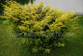 Тис ягодный  Элегантиссима (Taxus baccata Elegantissima) С2, 40-50 см