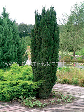 Тис ягодный Фастигиата Робуста (Taxus baccata Fastigiata Robusta) С2, 15-20 см