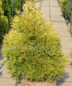 Туя  западная  Реинголд  (Thuja occidentalis  &lsquo;Rheingold&rsquo;)