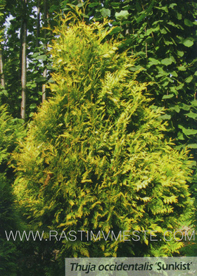 Туя западная Санкист (Thuja occidentalis Sunkist) С7,5 выс. 140-160 см