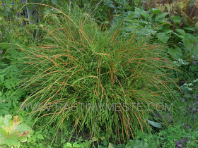 Туя западная Филиформис (Thuja occidentalis Filiformis) С5 выс. 60-70 см