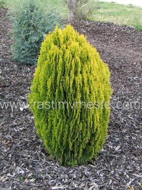 Туя восточная Ауреа Нана (Thuja orientalis Aurea Nana) С3, 30 см