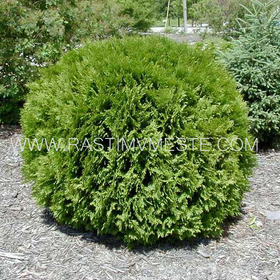 Туя западная Вудварди (Thuja occidentalis Woodwardii ), С3 выс.30-40см