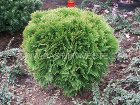Туя западная Даника  (Thuja occidentalis Danica), С1,5, 20 см