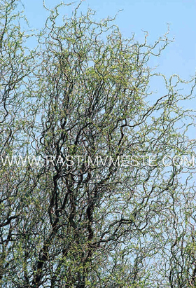 Ива Вавилонская Тортуоза (Salix Tortuosa) С7,5, выс:130-200 см