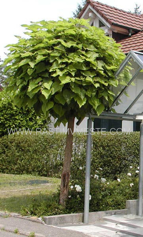 Катальпа бигнониевидная Нана (Catalpa bignonioides &lsquo;Nana&rsquo;), С5, выс: 70-90 см