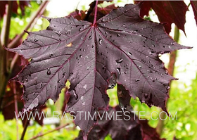 Клен остролистный Роял Ред (Acer platanoides &lsquo;Royal Red&rsquo;)
