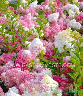 Гортензия метельчатая Ванилла Фрейз  (Hydrangea paniculata &lsquo;Vanilia Fresh&rsquo;), С5, выс:60-80 см