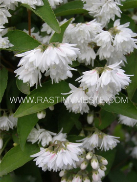 Дейция изящная (Deutzia gracilis), С2, выс. 20 см