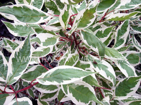 Дерен белый Элегантиссима (Cornus alba &lsquo;Elegantissima&rsquo;), С35, выс. 130-160 см