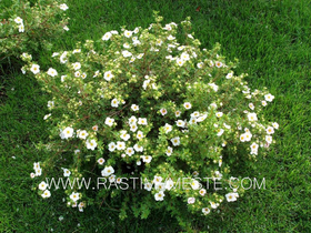 Лапчатка (белая кустарниковая, курильский чай) Абботсвуд (potentilla fruticosa &lsquo;Abbotswood&rsquo;)