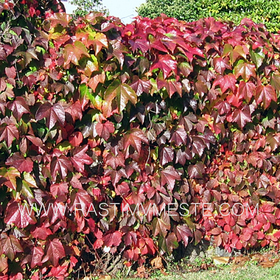 Виноград  Девичий парценоциссус пятилисточковый  (Parthenocissus quinquefolia var murorum)