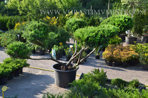 МОЖЖЕВЕЛЬНИК СРЕДНИЙ &laquo;МИНТ ДЖУЛЕП&raquo; БОНСАЙ  (JUNIPERUS PFITZERIANA &lsquo;MINT JULEP&rsquo;), С35, выс:100см