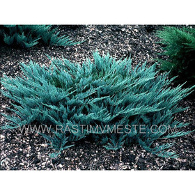 Можжевельник горизонтальный Блю Чип (Juniperus horisontalis Blue Chip) С3 Д.25-30 см