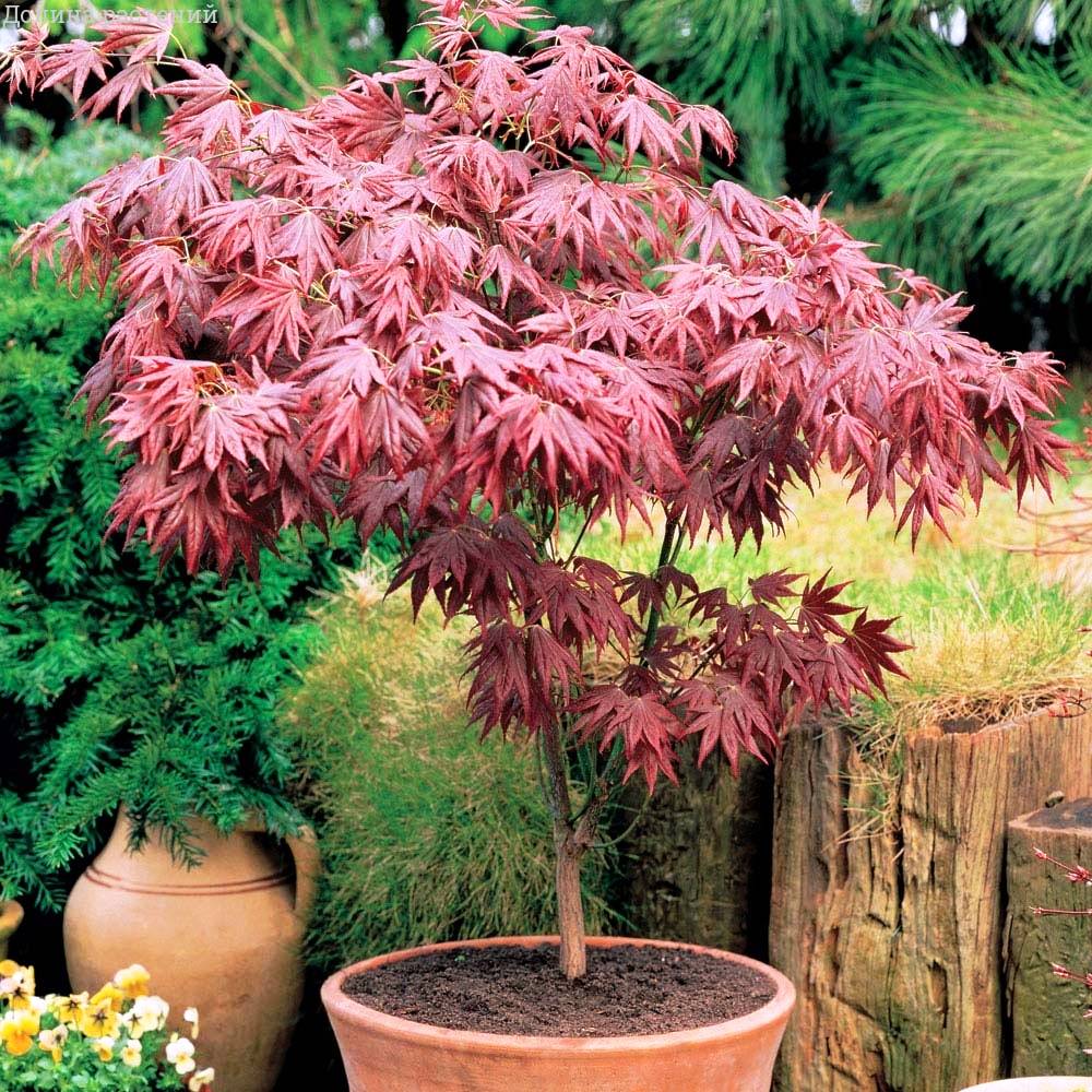 Клен пальмолистный Atropurpureum (Acer palmatum `Atropurpureum)  С 35, выс. 120-130 см 