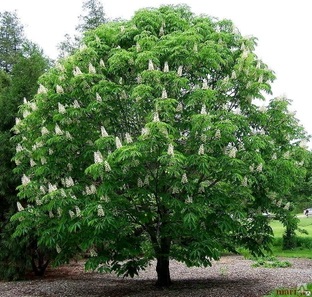 Каштан конский  (Aesculus hippocastanum ), С50, выс. 250 см
