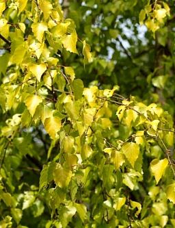 Береза повислая Шневердингер Голдбирк (Betula pendula &laquo;Schneverdinger Goldbirke&raquo;), С12, выс: 220-240 см 