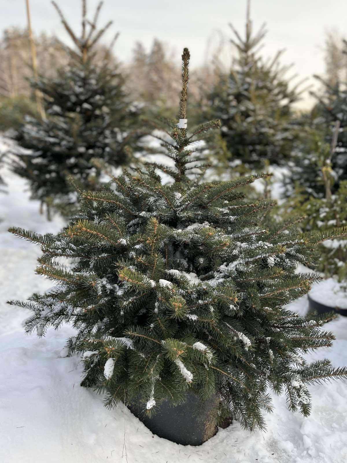 Ель колючая Глаука (Picea pungens Glauca) С35, выс:90 см