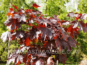 Клен остролистный Кримсон Центри (Acer platanoides &lsquo;Crimson Sentry&rsquo;), С15, выс:250 см