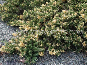 Можжевельник казацкий  Вариегата  (Juniperus  sabina  'Variegata&rsquo;), С5, диам: 50см