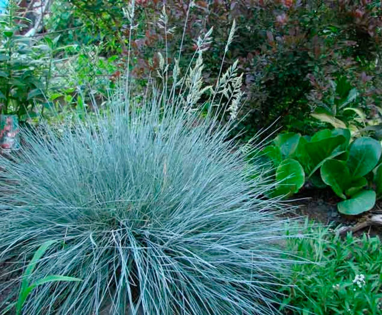 Овсяница сизая  (Festuca glauca) С5