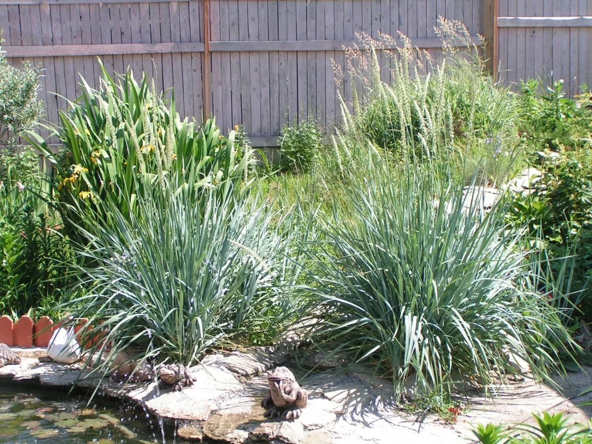 Колосняк песчатый (Elymus / Leymus arenarius ), С3