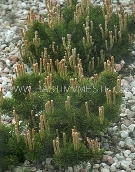 Сосна горная / муго Пумилио (Pinus mugo Pumilio) 100-120 см