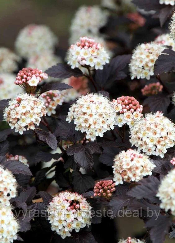 Пузыреплодник калинолистный Дьябло (Physocarpus opulifolius &lsquo;Diabolo&rsquo;) С2, выс. 60-70 см