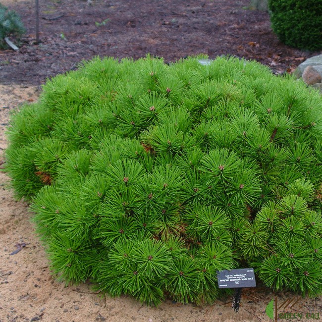 Сосна густоцветковая Лоу Глоу (Pinus densiflora Low Glow)  С12, выс. 50 см