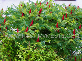 Сумах уксусный (Rhus typhina) С3, 60-70 см