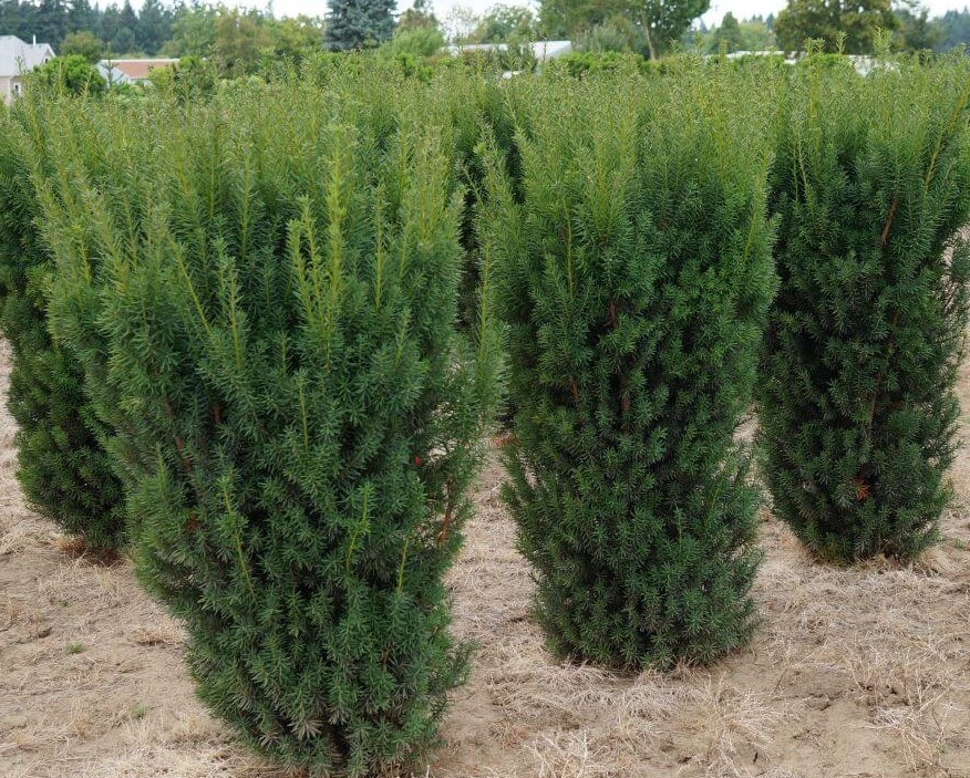 Тис средний Хикси (Taxus media Hicksii) С2, 25-30 см