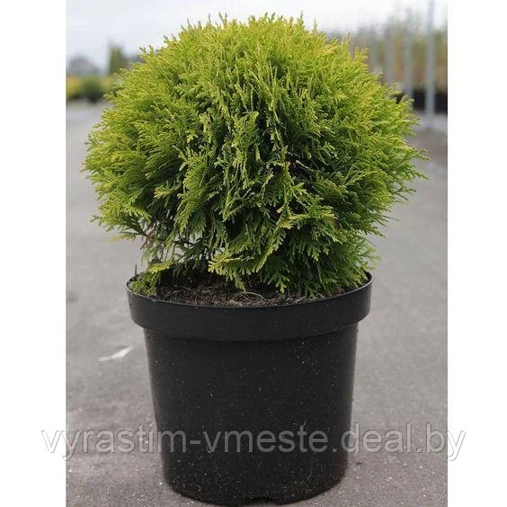 Туя западная Мириам (Thuja occidentalis Mirjam) С10 диам. 50-60 см
