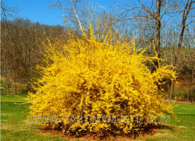 Форзиция средняя Линвуд (Forsythia intermedia &lsquo;Lynwood&rsquo;) С3, выс. 60-70