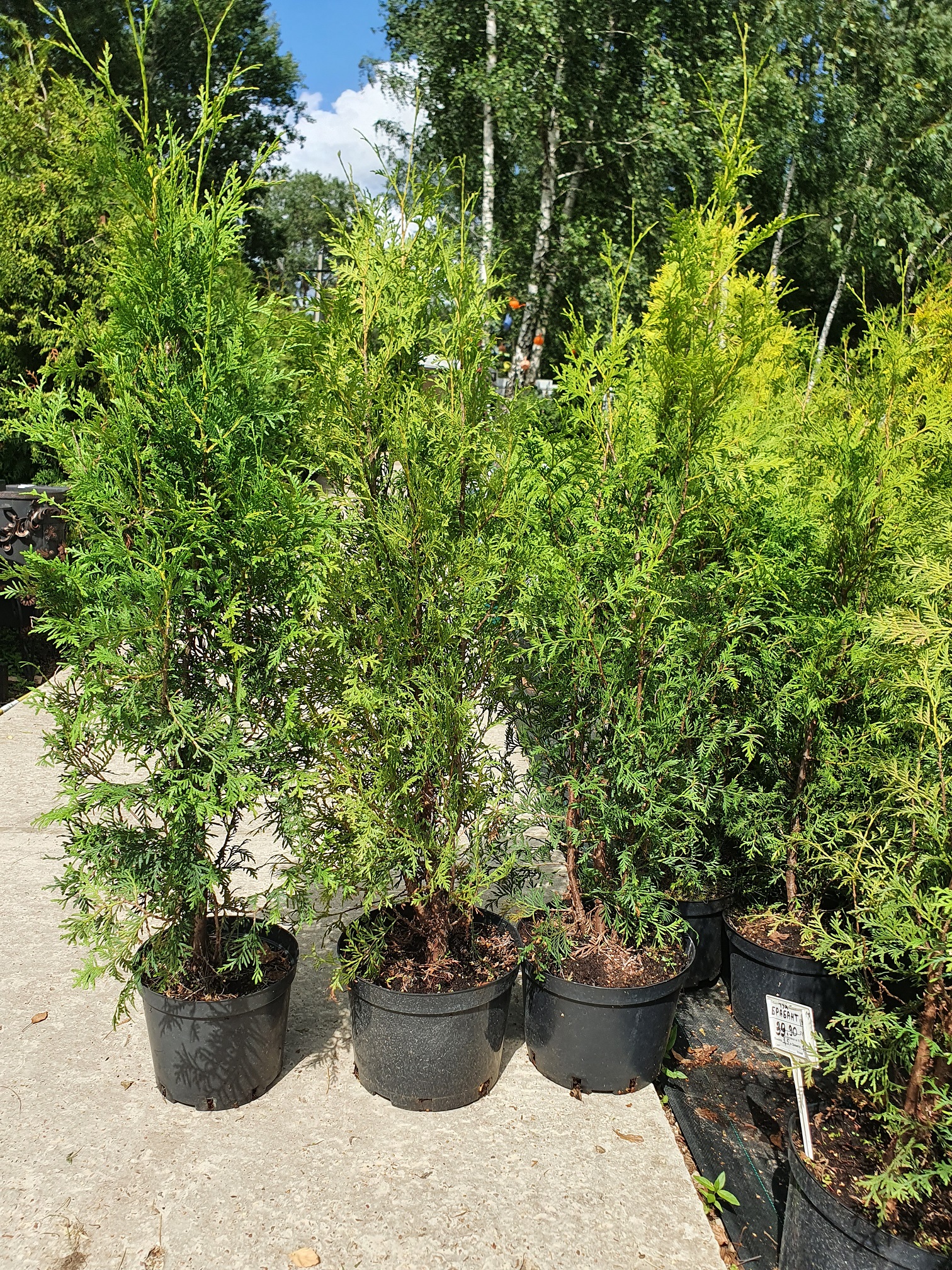 Туя западная Брабант (Thuja occidentalis Brabant) 120-140 см, С10