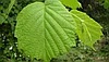 Лещина обыкновенная (Corylus avellana) С50, выс. 170 см