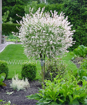 Ива Хакуро Нишики на штамбе (Salix  &lsquo;Hakuro nishiki&rsquo;) 100-130см