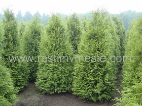 Туя западная  Брабант  (Thuja  occidentalis  Brabant) 300-320см