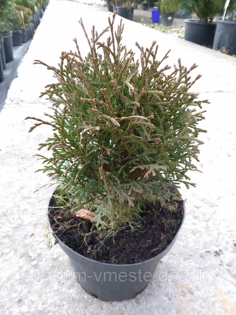 Туя западная Хосери / Хозери (Thuja occidentalis Hoseri) С2 выс. 20 см