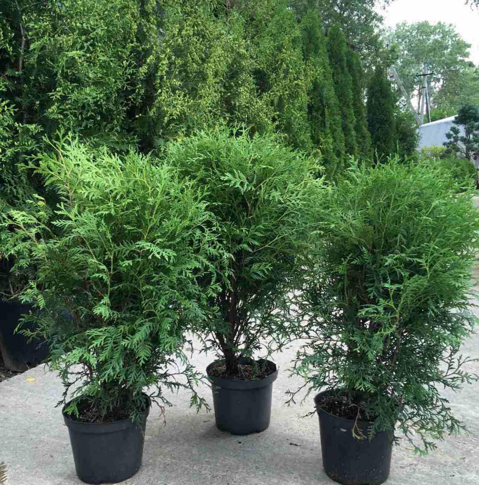 Туя западная Глобоса (Thuja occidentalis 'Globosa')С3 выс. 40см диам.30 см