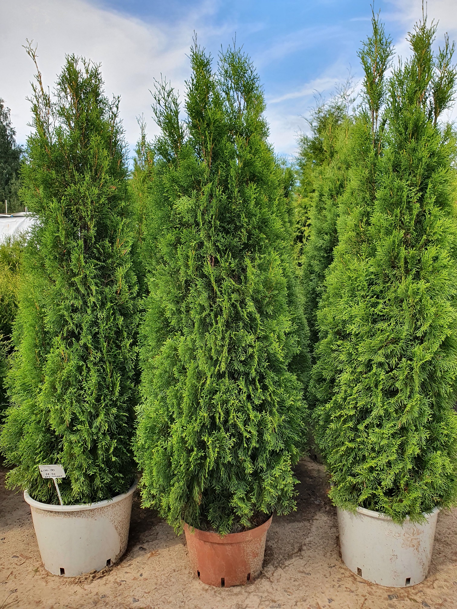 Туя  западная  Смарагд  (Thuja occidentalis  Smaragd) 230-250см