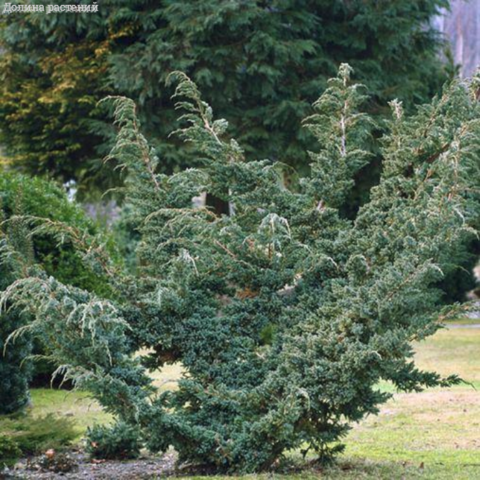 Можжевельник чешуйчатый Мейери  (Juniperus squamata &laquo;Meyeri&raquo;), С 7,5, диам: 80 см
