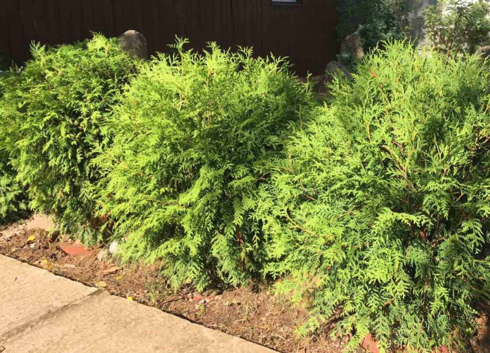 Туя западная Глобоса (Thuja occidentalis Globosa) 70-80 см