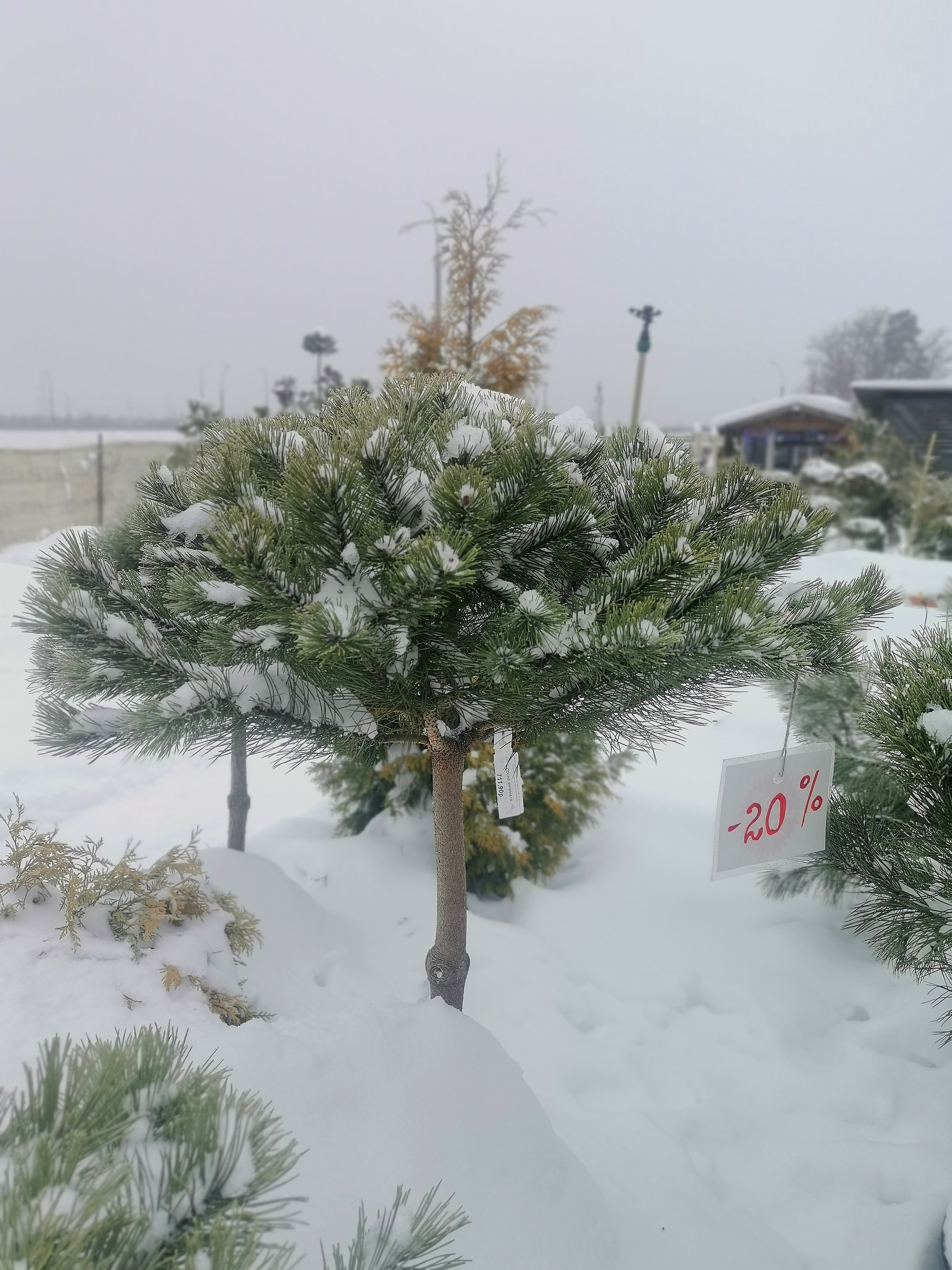 Сосна унцината / унчината крючковатая (Pinus uncinata) С35 выс.90 см. формированная