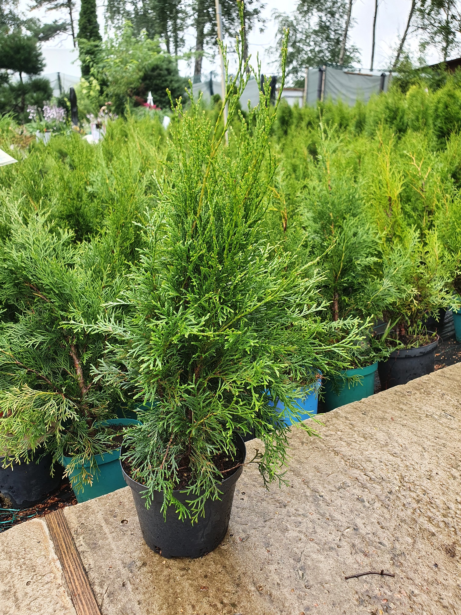 Туя  западная  Смарагд  (Thuja occidentalis  Smaragd) 40-60см