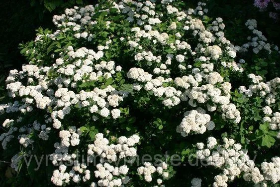 Спирея Вангута Сноу Уайт (Spiraea Vanhouttei Snow White) С2, 60-70 см
