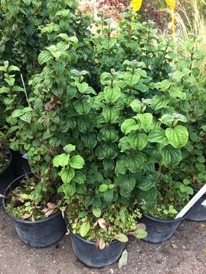 Дерен кроваво-красный Компресса (Cornus sanguinea Compressa), С 2, выс.30 см