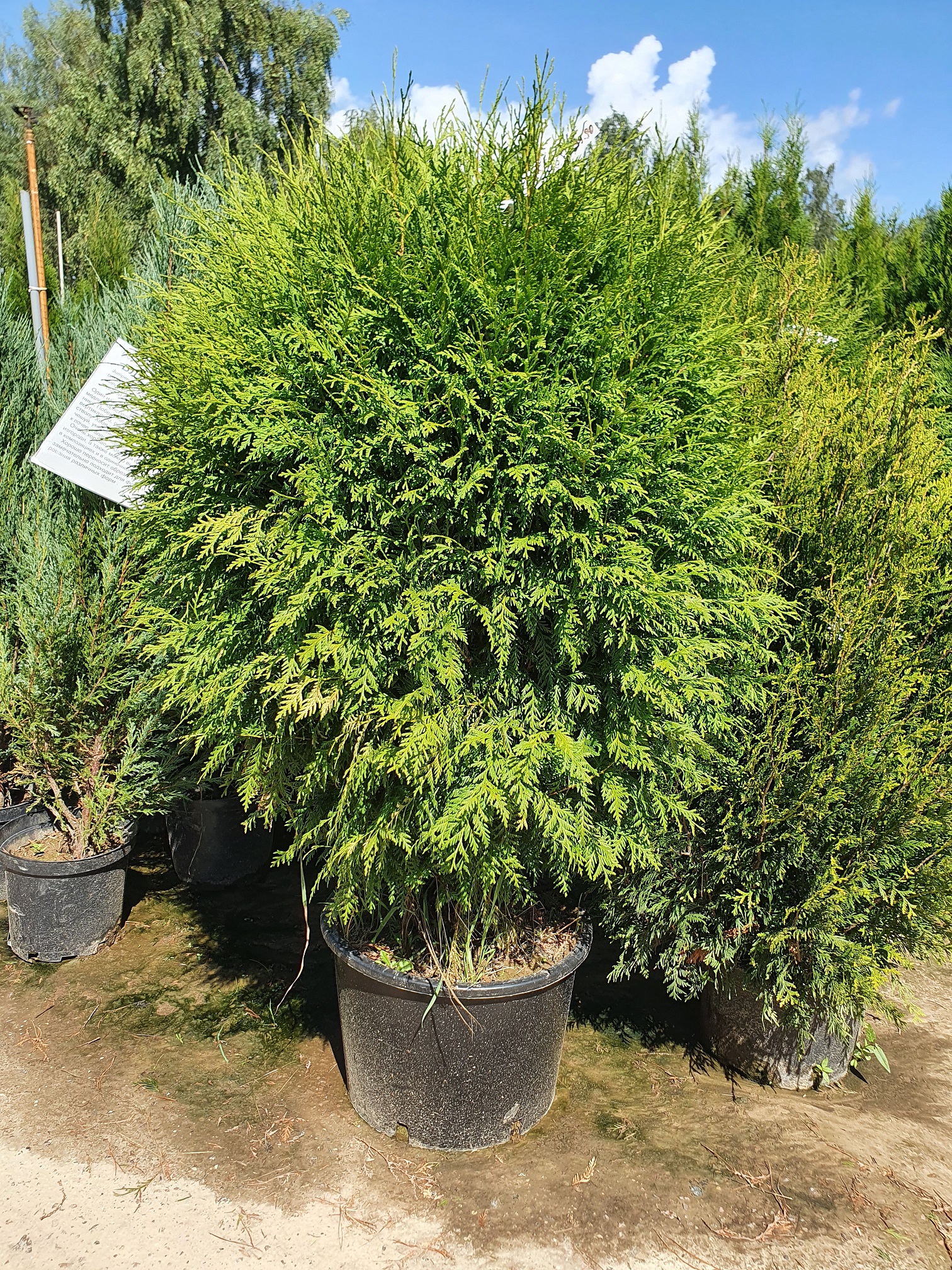 Туя западная Глобоса ( Thuja occidentalis 'Globosa') 100-120 см