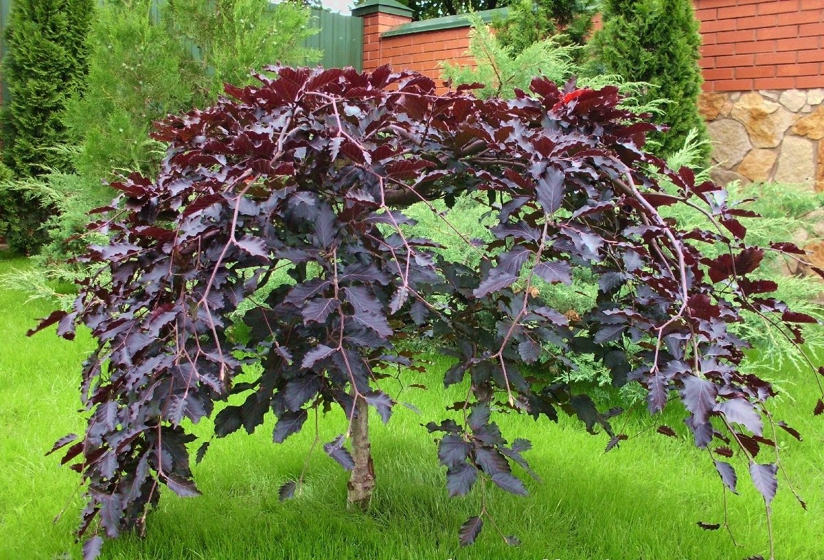 Лещина повислая Ред  Маджестик (Corylus avellana Red Majestic) С10, выс. 160см