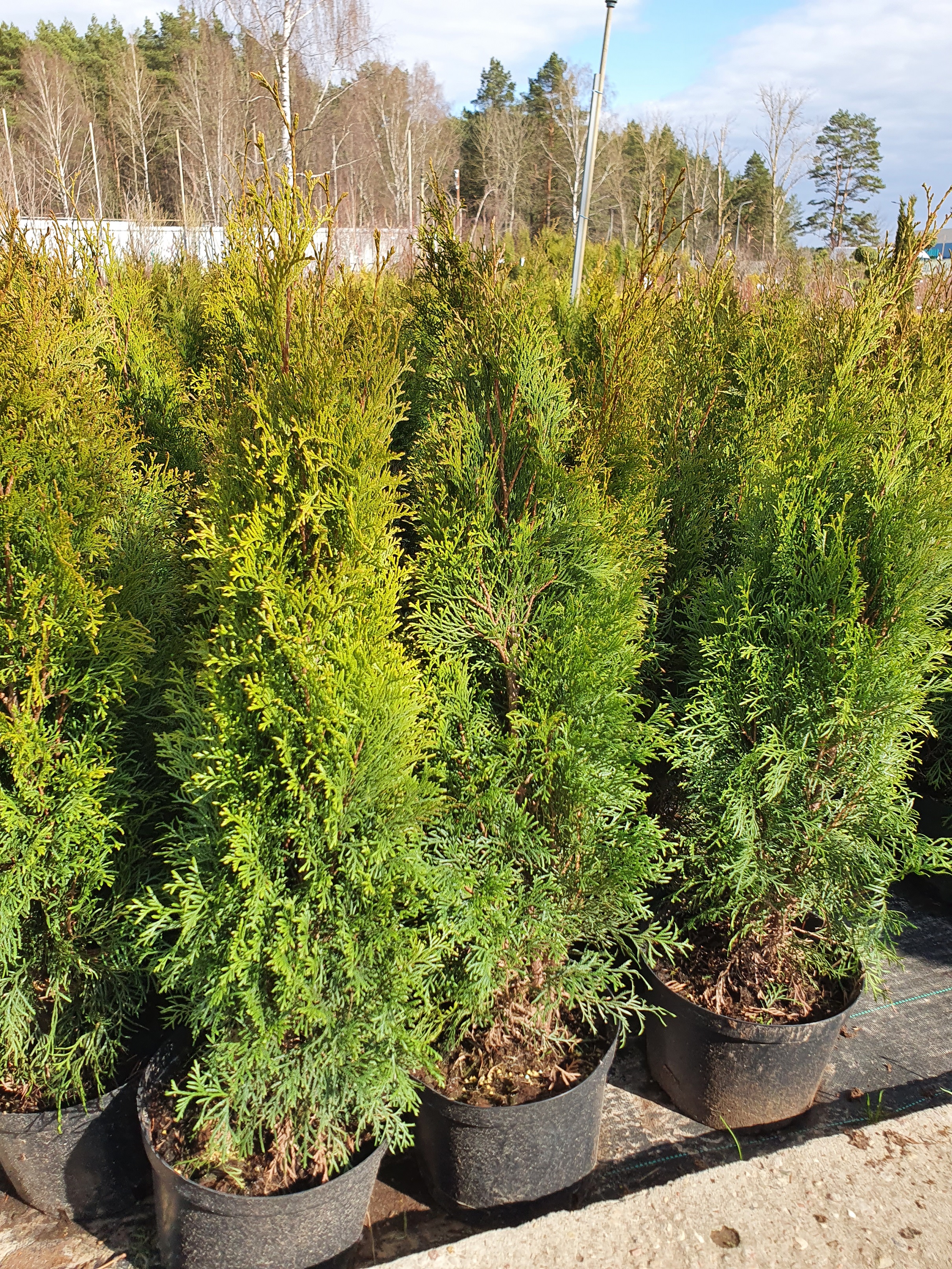 Туя  западная  Смарагд Экстра (Thuja occidentalis  Smaragd) 140-160см